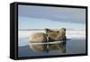 Norway, Spitsbergen, Nordauslandet. Walrus Group Rests on Sea Ice-Steve Kazlowski-Framed Stretched Canvas