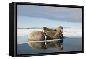 Norway, Spitsbergen, Nordauslandet. Walrus Group Rests on Sea Ice-Steve Kazlowski-Framed Stretched Canvas