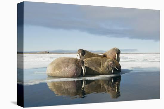 Norway, Spitsbergen, Nordauslandet. Walrus Group Rests on Sea Ice-Steve Kazlowski-Stretched Canvas