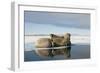 Norway, Spitsbergen, Nordauslandet. Walrus Group Rests on Sea Ice-Steve Kazlowski-Framed Photographic Print