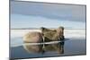 Norway, Spitsbergen, Nordauslandet. Walrus Group Rests on Sea Ice-Steve Kazlowski-Mounted Photographic Print