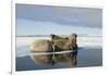 Norway, Spitsbergen, Nordauslandet. Walrus Group Rests on Sea Ice-Steve Kazlowski-Framed Photographic Print