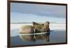 Norway, Spitsbergen, Nordauslandet. Walrus Group Rests on Sea Ice-Steve Kazlowski-Framed Photographic Print