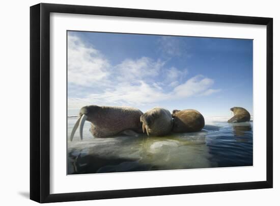 Norway, Spitsbergen, Nordauslandet. Walrus Group Rests on Sea Ice-Steve Kazlowski-Framed Photographic Print