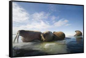 Norway, Spitsbergen, Nordauslandet. Walrus Group Rests on Sea Ice-Steve Kazlowski-Framed Stretched Canvas