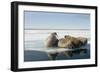 Norway, Spitsbergen, Nordauslandet. Walrus Group Rests on Sea Ice-Steve Kazlowski-Framed Photographic Print