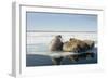 Norway, Spitsbergen, Nordauslandet. Walrus Group Rests on Sea Ice-Steve Kazlowski-Framed Photographic Print