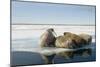 Norway, Spitsbergen, Nordauslandet. Walrus Group Rests on Sea Ice-Steve Kazlowski-Mounted Photographic Print