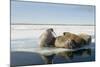 Norway, Spitsbergen, Nordauslandet. Walrus Group Rests on Sea Ice-Steve Kazlowski-Mounted Photographic Print