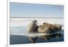 Norway, Spitsbergen, Nordauslandet. Walrus Group Rests on Sea Ice-Steve Kazlowski-Framed Photographic Print