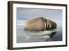 Norway, Spitsbergen, Nordauslandet. Walrus Group Rests on Sea Ice-Steve Kazlowski-Framed Photographic Print