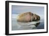 Norway, Spitsbergen, Nordauslandet. Walrus Group Rests on Sea Ice-Steve Kazlowski-Framed Photographic Print