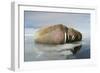 Norway, Spitsbergen, Nordauslandet. Walrus Group Rests on Sea Ice-Steve Kazlowski-Framed Photographic Print