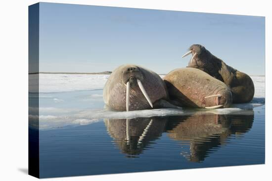 Norway, Spitsbergen, Nordauslandet. Walrus Group Rests on Sea Ice-Steve Kazlowski-Stretched Canvas