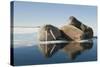 Norway, Spitsbergen, Nordauslandet. Walrus Group Rests on Sea Ice-Steve Kazlowski-Stretched Canvas