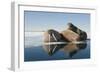 Norway, Spitsbergen, Nordauslandet. Walrus Group Rests on Sea Ice-Steve Kazlowski-Framed Photographic Print