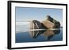 Norway, Spitsbergen, Nordauslandet. Walrus Group Rests on Sea Ice-Steve Kazlowski-Framed Photographic Print