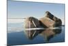 Norway, Spitsbergen, Nordauslandet. Walrus Group Rests on Sea Ice-Steve Kazlowski-Mounted Photographic Print