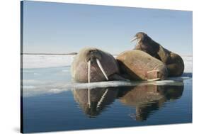 Norway, Spitsbergen, Nordauslandet. Walrus Group Rests on Sea Ice-Steve Kazlowski-Stretched Canvas