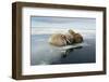 Norway, Spitsbergen, Nordauslandet. Walrus Group Rests on Sea Ice-Steve Kazlowski-Framed Photographic Print