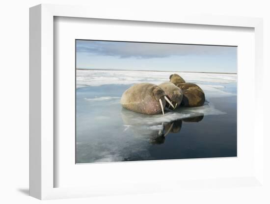 Norway, Spitsbergen, Nordauslandet. Walrus Group Rests on Sea Ice-Steve Kazlowski-Framed Photographic Print