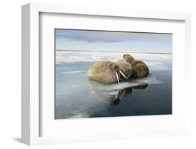 Norway, Spitsbergen, Nordauslandet. Walrus Group Rests on Sea Ice-Steve Kazlowski-Framed Photographic Print