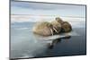 Norway, Spitsbergen, Nordauslandet. Walrus Group Rests on Sea Ice-Steve Kazlowski-Mounted Photographic Print