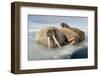 Norway, Spitsbergen, Nordauslandet. Walrus Group Rests on Sea Ice-Steve Kazlowski-Framed Photographic Print