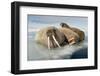 Norway, Spitsbergen, Nordauslandet. Walrus Group Rests on Sea Ice-Steve Kazlowski-Framed Photographic Print