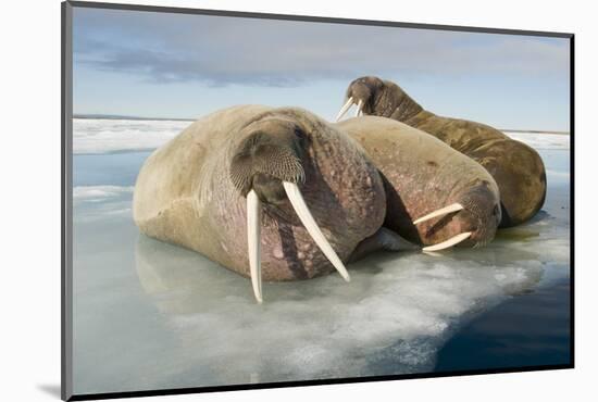 Norway, Spitsbergen, Nordauslandet. Walrus Group Rests on Sea Ice-Steve Kazlowski-Mounted Photographic Print