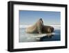 Norway, Spitsbergen, Nordauslandet. Walrus Group Rests on Sea Ice-Steve Kazlowski-Framed Photographic Print