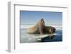 Norway, Spitsbergen, Nordauslandet. Walrus Group Rests on Sea Ice-Steve Kazlowski-Framed Photographic Print