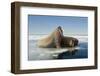 Norway, Spitsbergen, Nordauslandet. Walrus Group Rests on Sea Ice-Steve Kazlowski-Framed Premium Photographic Print