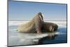 Norway, Spitsbergen, Nordauslandet. Walrus Group Rests on Sea Ice-Steve Kazlowski-Mounted Premium Photographic Print