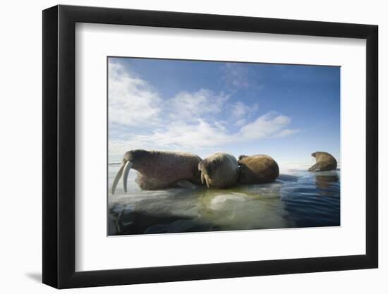 Norway, Spitsbergen, Nordauslandet. Walrus Group Rests on Sea Ice-Steve Kazlowski-Framed Photographic Print