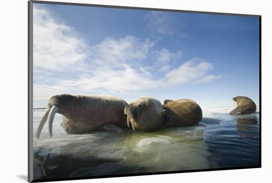 Norway, Spitsbergen, Nordauslandet. Walrus Group Rests on Sea Ice-Steve Kazlowski-Mounted Photographic Print