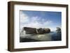 Norway, Spitsbergen, Nordauslandet. Walrus Group Rests on Sea Ice-Steve Kazlowski-Framed Premium Photographic Print