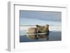 Norway, Spitsbergen, Nordauslandet. Walrus Group Rests on Sea Ice-Steve Kazlowski-Framed Photographic Print