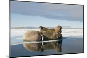 Norway, Spitsbergen, Nordauslandet. Walrus Group Rests on Sea Ice-Steve Kazlowski-Mounted Photographic Print