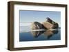 Norway, Spitsbergen, Nordauslandet. Walrus Group Rests on Sea Ice-Steve Kazlowski-Framed Photographic Print