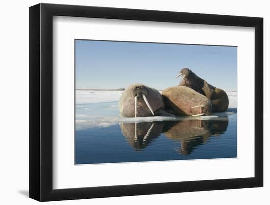 Norway, Spitsbergen, Nordauslandet. Walrus Group Rests on Sea Ice-Steve Kazlowski-Framed Photographic Print