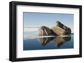 Norway, Spitsbergen, Nordauslandet. Walrus Group Rests on Sea Ice-Steve Kazlowski-Framed Photographic Print