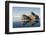 Norway, Spitsbergen, Nordauslandet. Walrus Group Rests on Sea Ice-Steve Kazlowski-Framed Premium Photographic Print