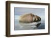 Norway, Spitsbergen, Nordauslandet. Walrus Group Rests on Sea Ice-Steve Kazlowski-Framed Premium Photographic Print