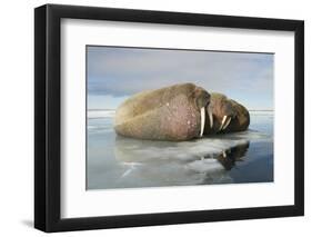 Norway, Spitsbergen, Nordauslandet. Walrus Group Rests on Sea Ice-Steve Kazlowski-Framed Premium Photographic Print