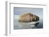 Norway, Spitsbergen, Nordauslandet. Walrus Group Rests on Sea Ice-Steve Kazlowski-Framed Premium Photographic Print