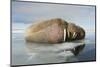 Norway, Spitsbergen, Nordauslandet. Walrus Group Rests on Sea Ice-Steve Kazlowski-Mounted Premium Photographic Print