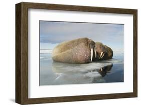 Norway, Spitsbergen, Nordauslandet. Walrus Group Rests on Sea Ice-Steve Kazlowski-Framed Photographic Print