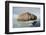 Norway, Spitsbergen, Nordauslandet. Walrus Group Rests on Sea Ice-Steve Kazlowski-Framed Photographic Print