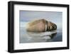 Norway, Spitsbergen, Nordauslandet. Walrus Group Rests on Sea Ice-Steve Kazlowski-Framed Photographic Print